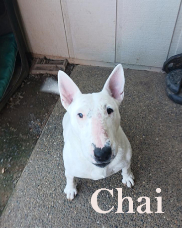 Chai